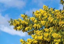 Caldo insolito su tutta Italia: sbocciano le mimose a gennaio