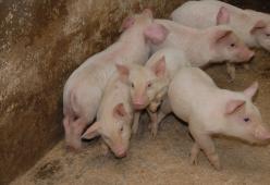 Una scrofa di nome Matilda è fuggita da un allevamento incinta di 10 maialini
