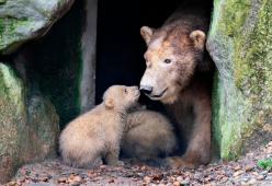  
Si rifiuta di uccidere due piccoli orsi: agente sospeso
