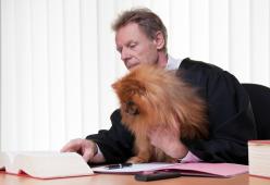 Il tribunale permette ai cani di una famiglia separata di decidere con quale “genitore” stare