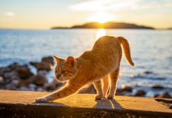 Capri: il comune adotta tutti i gatti dell’isola