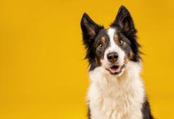 Single e senza figli lascia 5 milioni di dollari in eredità alla cagnolina 