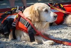 Palinuro: due cani bagnini salvano la vita a 5 giovani