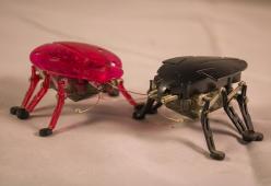 In arrivo gli scarafaggi robot per cercare i dispersi sotto le macerie