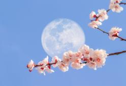  
La Superluna dei fiori arriva il 26 maggio!
