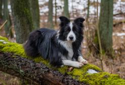 Il cane diventa sordo e impara la lingua dei segni
