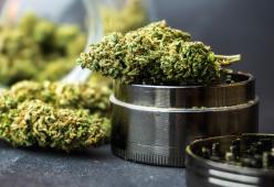 Via libera alla coltivazione di piantine di marijuana a casa