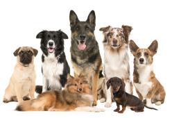Cani: la razza non definisce il carattere