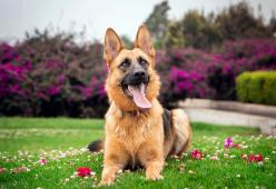 Il cane più ricco del mondo mette in vendita la sua villa da 32 milioni di dollari