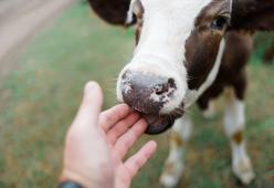 Sposa una mucca pensando che sia la reincarnazione del marito
