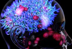 Uno studio ha individuato in che modo il nostro cervello archivia i ricordi 
