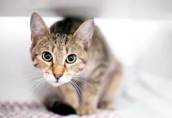 Il 17 febbraio è la festa del gatto
