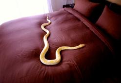 Le entra un serpente di oltre 1 metro in bocca mentre dorme: salvata dai medici 