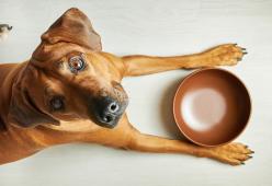Un'associazione animalista vuole abolire l’espressione “Porco cane”: è offensiva