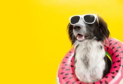 5 idee per andare in vacanza con il cane