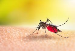 La zanzara giapponese arriva in Italia e fa paura: ecco come riconoscerla