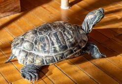 La tartaruga sparita rispunta fuori 30 anni dopo in soffitta
