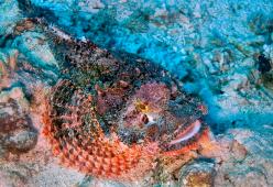 Piccolissimo ma letale: ecco il pesce più velenoso del mondo