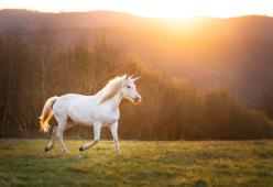 Un Unicorno in casa? La contea di Los Angeles dice sì alla piccola Madeline 