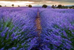 L'Italia è come la Provenza: la lavanda tinge i campi di lilla
