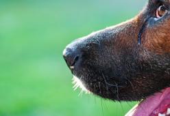 I cani piangono dalla gioia quando vedono i padroni