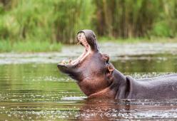 Ippopotamo ingoia a metà un bimbo di due anni e poi lo sputa