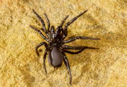 Australia: paura per il super ragno velenoso Atrax robustus