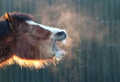 Fermato a cavallo per Roma in sella a un pony che pesa quanto lui


