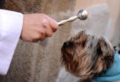 Il sacerdote dice messa con in grembo il cane malato
