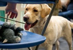 Il labrador è il cane più popolare (negli USA)