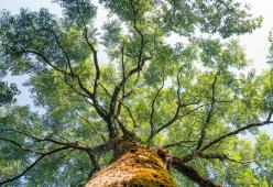 Piantare il 30% di alberi in più in città diminuirebbe le morti premature per colpa delle ondate di caklore
