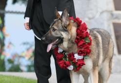 Il cognato si presenta con il cane al matrimonio e la sposa lo scaccia malamente