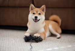 UK: creato il videogioco per cani che combatte la demenza animale
