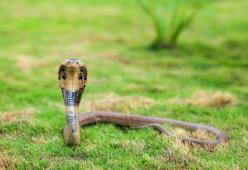 Si sveglia illeso accanto a un cobra mortale che aveva passato con lui la notte