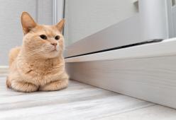 Non è vero che il gatto ti ignora quando parli