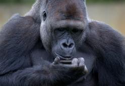 Chicago; il gorilla dello zoo è cellulare-dipendente e non stacca gli occhi dallo smartphone
