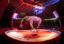 L’Italia vuole vietare gli animali nei circhi definitivamente 
