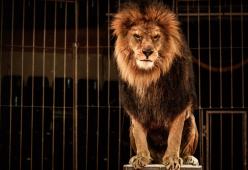 Russia: un domatore del circo è stato sbranato da una leonessa
