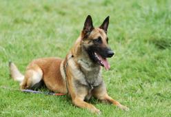 Quali sono le razze di cane più intelligenti?
