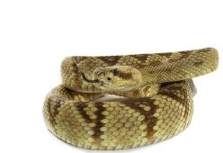 Sidney; si trova un serpente di 3 metri davanti mentre fa la spesa