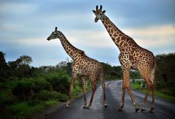 Le giraffe più longeve lo devono alle amiche