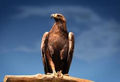 Aquila reale uccisa a Bolzano mentre covava: 1000 euro a chi trova il colpevole