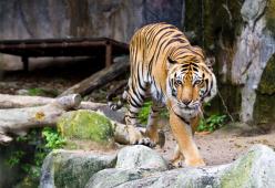 Tigre scavalca recinzione di 3 metri e uccide il suo guardiano
