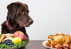 Cani: c’è chi suggerisce la dieta vegana anche per loro
