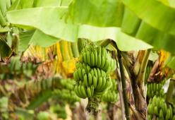 Banane a rischio dopo l’eruzione del vulcano Sangay in Ecuador