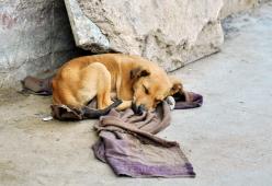 Neonato abbandonato salvato da una cagnolina randagia
