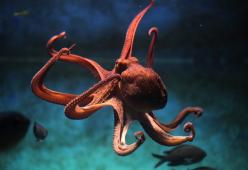Gli scienziati hanno scoperto che i polpi prendono a pugni i pesci : guarda il video
