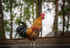 Condannato anche in Appello il gallo austriaco canterino 