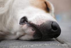 
Settantenne uccide un cane a fucilate a Somma Vesuviana
