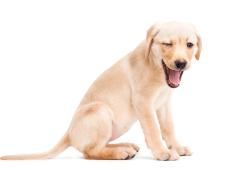 Porta il cane dal veterinario perché fa troppe flatulenze: ma non era lui il problema